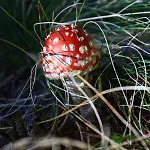 Apartamento Apartmaji Sitar *