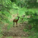 Apartmaji Sitar Apartamento *