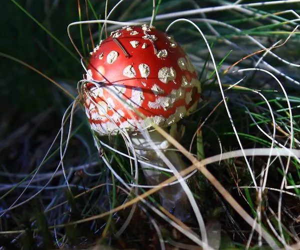 Appartement Apartmaji Sitar *