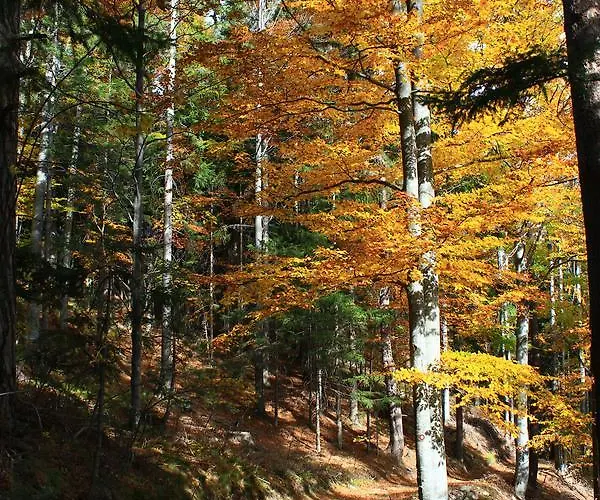 Appartement Apartmaji Sitar *