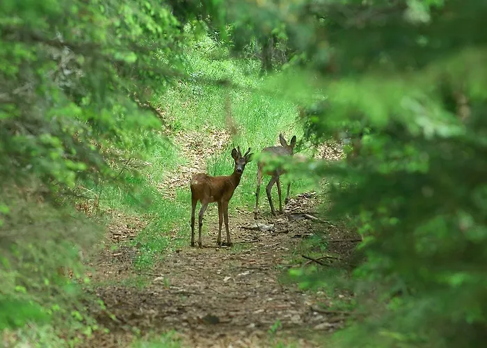 Apartmaji Sitar アパート *